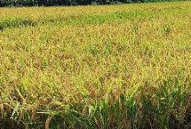 中龍粳7號水稻栽培技術要點，普通粳稻品種