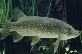 狗魚能不能養(yǎng)殖，我國有黑斑狗魚和白斑狗魚兩種