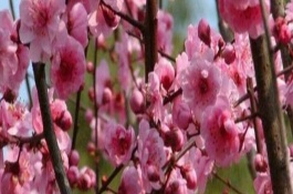 梅花怎么促花，通常持續(xù)一個月左右