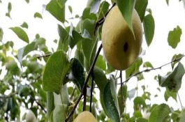 亳州市簡介，有蘇趙梨、苔干菜等