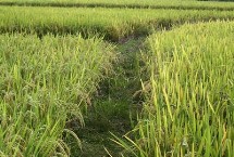 京粳7號水稻栽培技術(shù)要點(diǎn)，全生育期158.6天