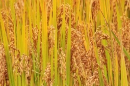 隆兩優(yōu)608水稻栽培技術要點，每畝有效穗數(shù)14.4萬穗