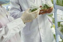 航天育種的基本目標(biāo)是什么，是利用太空特殊的誘變作用讓種子發(fā)生變異