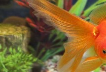 金魚怎么養(yǎng)才繁殖，雄魚瘦長、雌魚短圓