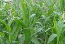 增玉1572玉米栽培技術(shù)要點，中抗莖腐病