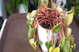 迎客來(lái)花蔫了的原因，可能是土壤不適或澆水過(guò)多等