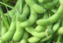 鐵鮮豆12大豆栽培技術(shù)要點(diǎn)，遼寧省春播生育期109天