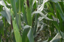蠡玉13號(hào)玉米栽培技術(shù)要點(diǎn)，中抗小斑病