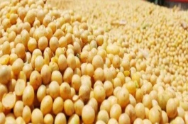 嫩奧6號大豆栽培技術(shù)要點，8月上旬防治食心蟲