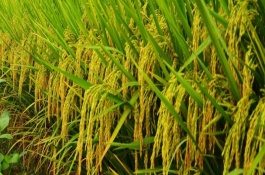 龍慶稻5號(hào)水稻栽培技術(shù)要點(diǎn)，香稻品種