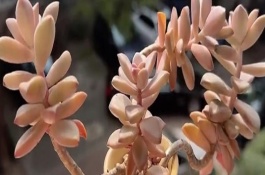姬朧月有沒(méi)有毒，前者是草本植物、后者是常綠灌木