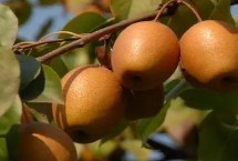 河南洛寧縣的特產(chǎn)，淡竹栽培歷史悠久