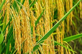 贛晚秈38號(hào)水稻栽培技術(shù)要點(diǎn)，全生育期160-165天