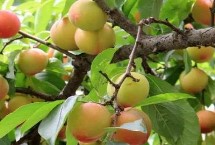 李子樹(shù)苗的品種推薦，脆紅李和胭脂李市場(chǎng)認(rèn)可度高