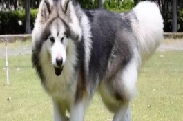 怎么辨別阿拉斯加犬，體型、瞳孔顏色均不同