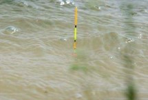 釣鯽魚何時提竿，調(diào)四釣二、調(diào)五釣三均可觀察到明顯的頓口