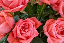 粉玫瑰的花語，屬于薔薇目、薔薇科直立灌木