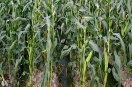 先正達408玉米栽培技術(shù)要點，種植密度4000株/畝
