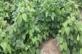 合農(nóng)71大豆栽培技術(shù)要點(diǎn)，普通大豆品種