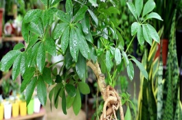 招財(cái)樹喜歡陽光還是陰涼，澆水時(shí)要沿著盆邊緩慢澆灌