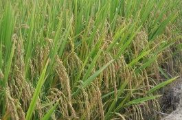 錦城優(yōu)2673水稻栽培技術(shù)要點(diǎn)，全生育期148.3天