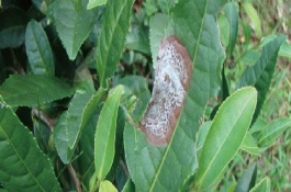 茶輪斑病的發(fā)病條件，茶園應(yīng)避免捋采或強(qiáng)采