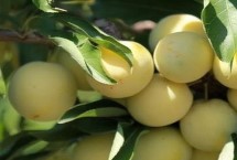 李子樹苗種植技術(shù)，一般在秋季落葉后至春季發(fā)芽前定植