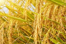 華兩優(yōu)2834水稻栽培技術(shù)要點，全生育期138.2天