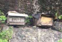 冬天野蜂都去哪里了，誘蜂箱是誘捕野生蜂群最常用的工具