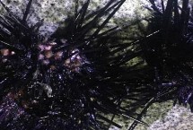 海膽怎么吃，產(chǎn)地為海南島、大連等沿海地區(qū)