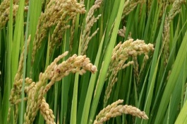 川綠優(yōu)907水稻栽培技術(shù)要點(diǎn)，注意防治稻瘟病