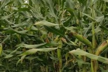 豐蜜80玉米栽培技術(shù)要點，豐蜜80玉米種簡介