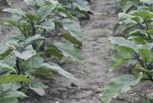 茄子哪個(gè)季節(jié)成熟，選擇適應(yīng)當(dāng)?shù)胤N植的品種
