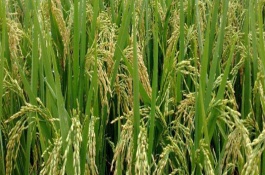 豐兩優(yōu)香一號水稻栽培技術(shù)要點(diǎn)，每畝有效穗數(shù)16.2萬穗