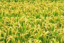 廣8優(yōu)龍絲苗水稻栽培技術(shù)要點，全生育期150.7天