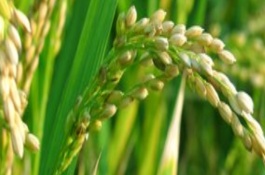 菲優(yōu)98(原名:菲優(yōu)9833)水稻栽培技術(shù)要點(diǎn)，秧田播種量每畝15-20公斤