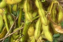 吉育653大豆栽培技術要點，一般5月中上旬播種