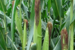 正白1號玉米栽培技術(shù)要點(diǎn)，高抗大斑病