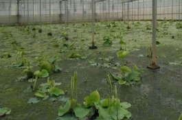 為什么種藕只能種3年，應(yīng)選擇市場暢銷的早熟品種作為栽培品種