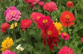 代表思念的花有哪些，有天堂鳥(niǎo)、百日草、蝴蝶花等