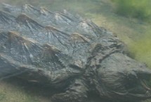 鱷龜能不能同時養(yǎng)幾只，一起飼養(yǎng)容易發(fā)生爭斗