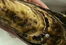 太平洋牡蠣的產(chǎn)地，發(fā)黑的肉塊都不能吃