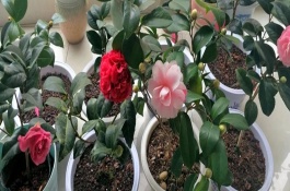 茶花立秋后能全日曬嗎，應(yīng)放置在亮一些的位置來養(yǎng)
