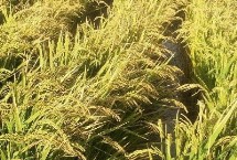 野香優(yōu)巴絲水稻栽培技術(shù)要點(diǎn)，全生育期121.2天
