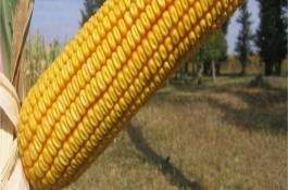 群策128玉米栽培技術(shù)要點(diǎn)，每畝種植3200株