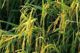 明優(yōu)528水稻栽培技術(shù)要點，插植密度23厘米×23厘米