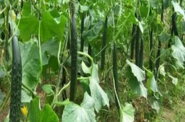哪些蔬菜可以在6月份種植，適合選擇黃瓜、番茄、豇豆等品種