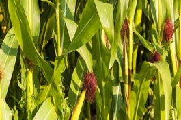 龍單156玉米栽培技術(shù)要點(diǎn)，該品種幼苗期第一葉鞘紫色