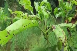 芒果葉疫病防治辦法，嚴重時會導致葉片全部枯死掉落