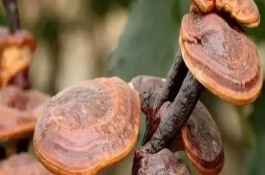 如何區(qū)分野生靈芝與人工培育靈芝，可以從色澤、大小等方面區(qū)分